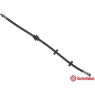 BREMBO Bremsschlauch | T 23 184